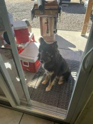 Lost Male Dog last seen Coors blvd, Albuquerque, NM 87121