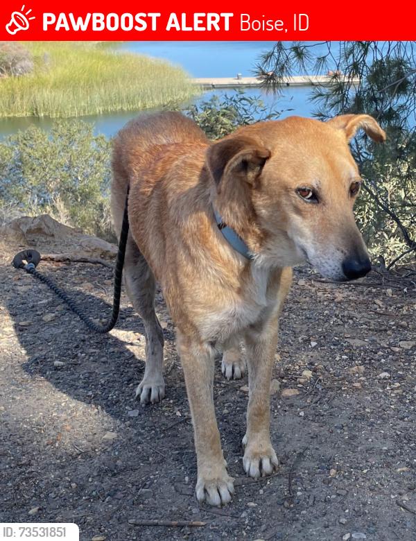 Lost Male Dog last seen Near W Grunder St, Boise, ID 83709