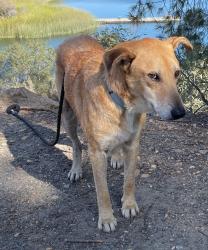 Lost Male Dog last seen Near W Grunder St, Boise, ID 83709