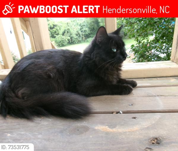 Lost Male Cat last seen Pilot mountain rd or Gilliam mountain, Hendersonville, NC 28792
