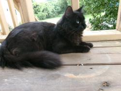 Lost Male Cat last seen Pilot mountain rd or Gilliam mountain, Hendersonville, NC 28792