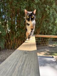 Reunited Female Cat last seen Longpoint neighborhood, Mount Pleasant, SC 29464