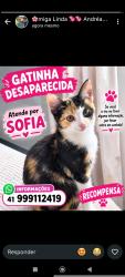 Lost Female Cat last seen Proximo pizzaria Maria fumaca, Vila Sao Cristovao, PR 83305-100