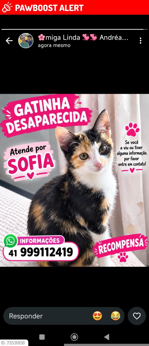 Lost Female Cat last seen Proximo pizzaria Maria fumaca, Vila Sao Cristovao, PR 83305-100