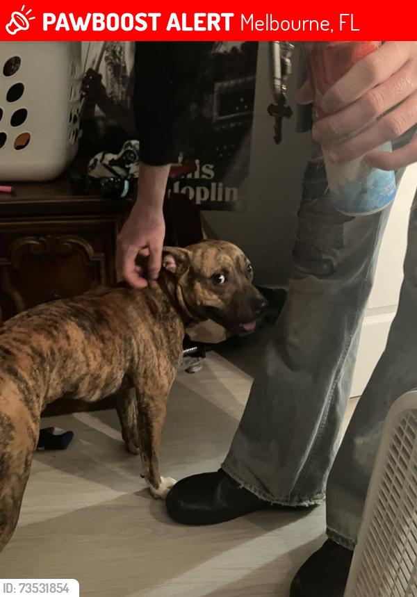 Lost Male Dog last seen University and Lipscomb, Melbourne, FL 32901