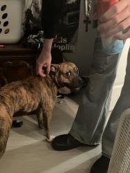 Lost Male Dog last seen University and Lipscomb, Melbourne, FL 32901
