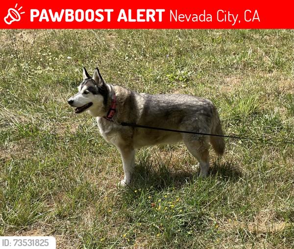 Lost Male Dog last seen Cascade Shores, on Mountain View Drive, Nevada City, CA 95959