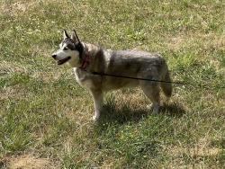 Lost Male Dog last seen Cascade Shores, on Mountain View Drive, Nevada City, CA 95959