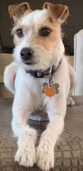 Reunited Male Dog last seen W. Country club drive & N. Armenia, Tampa, FL 33612