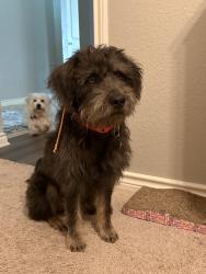 Reunited Male Dog last seen Near E Bankhead Hwy, Willow Park, TX 76087, USA, Willow Park, TX 76087
