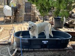 Lost Male Dog last seen Deer valley rd & tucker dr, Parker County, TX 76085