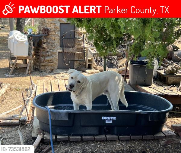 Lost Male Dog last seen Deer valley rd & tucker dr, Parker County, TX 76085