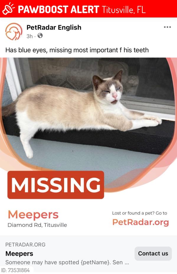 Lost Male Cat last seen Dairy Road, Titusville, FL 32796