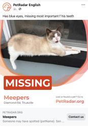 Lost Male Cat last seen Dairy Road, Titusville, FL 32796