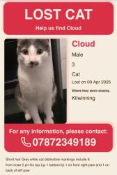 Lost Male Cat last seen Near kirkhill, North Ayrshire, Scotland 