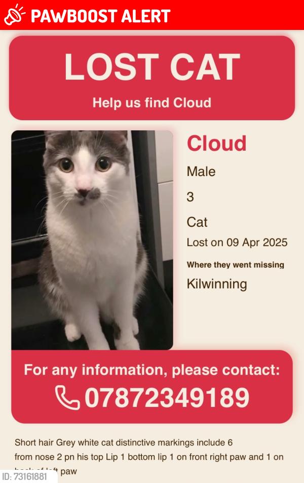 Lost Male Cat last seen Near kirkhill, North Ayrshire, Scotland 