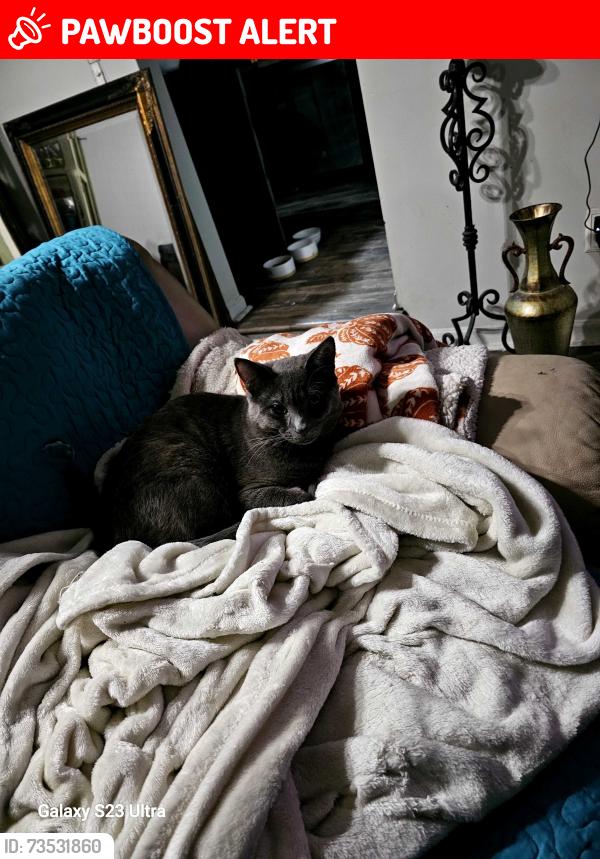 Lost Male Cat last seen Heydenreich, Clinton Township, MI 48038