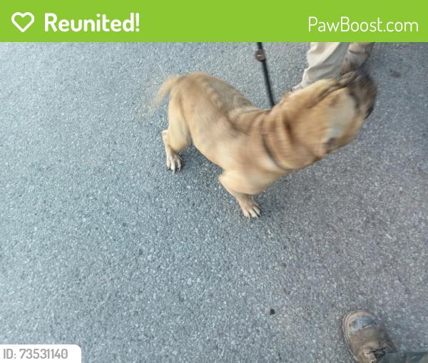 Reunited Unknown Dog last seen Burnhamthorpe, Mississauga, ON 