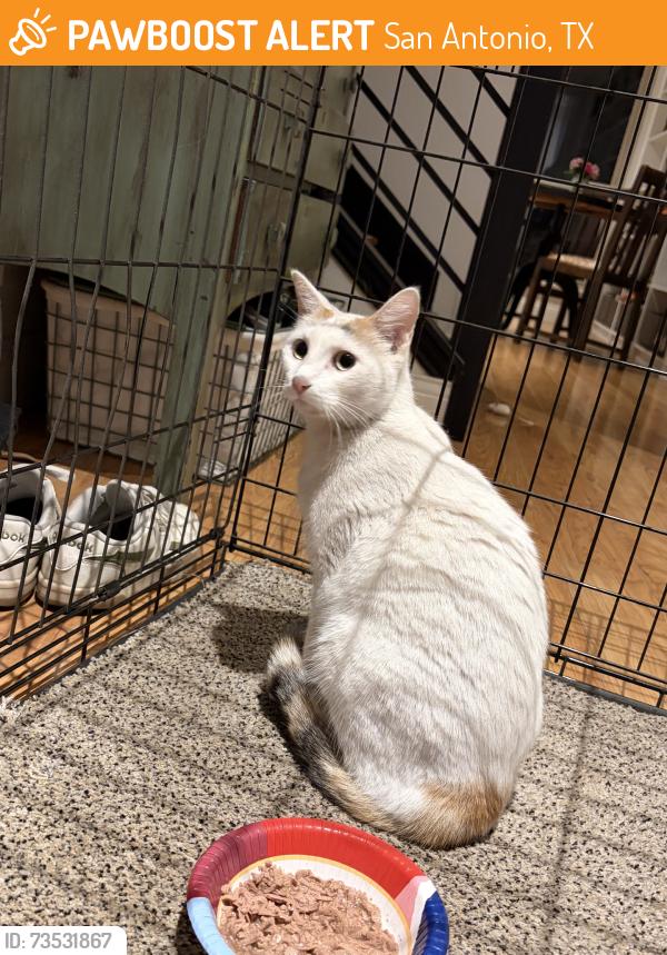 Found/Stray Unknown Cat last seen Oak Meadow Neighborhood, San Antonio, TX 78231