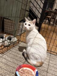 Found/Stray Unknown Cat last seen Oak Meadow Neighborhood, San Antonio, TX 78231