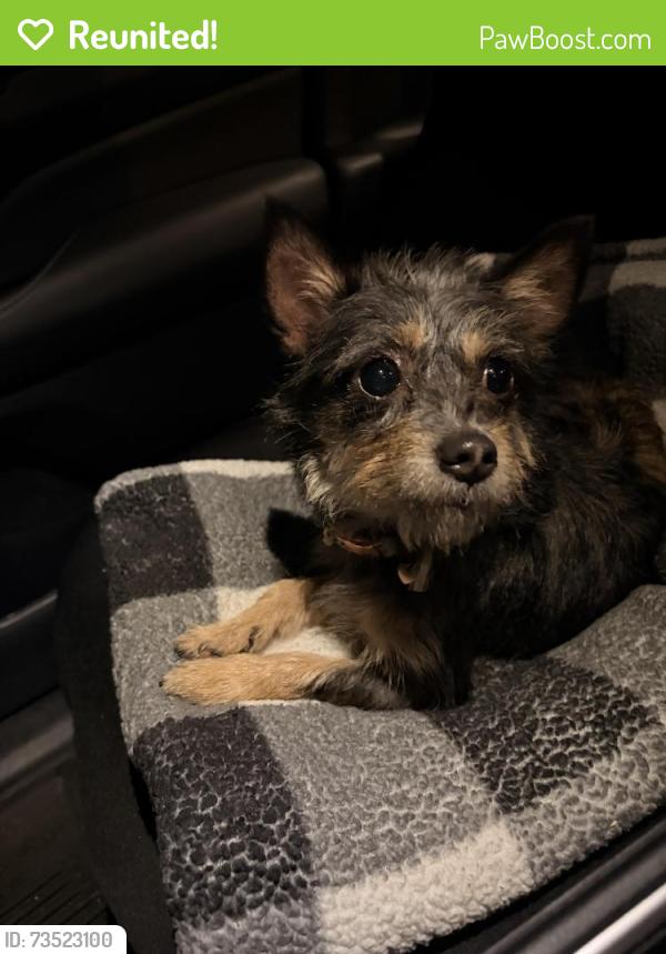 Reunited Female Dog last seen 64th Place and Nashville, Chicago, IL 60638