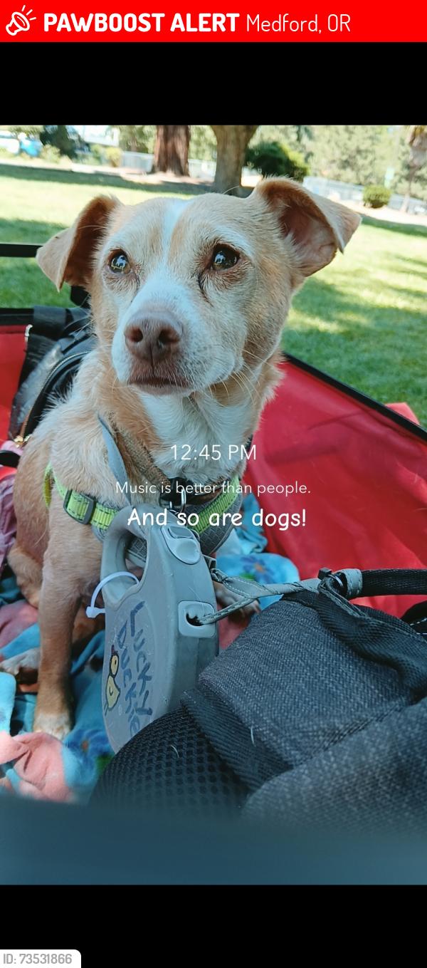 Lost Male Dog last seen 12th st and cottage, Medford, OR 97504
