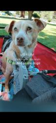 Lost Male Dog last seen 12th st and cottage, Medford, OR 97504