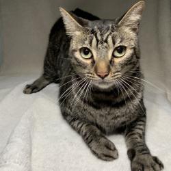 Shelter Stray Male Cat last seen , 361 S Raymond Ave, Pasadena, CA 91105, USA