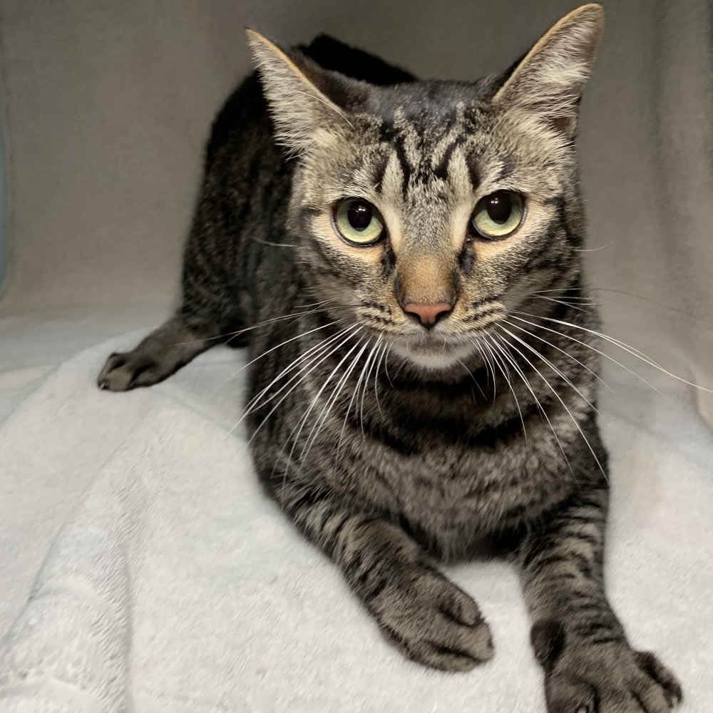 Shelter Stray Male Cat last seen , 361 S Raymond Ave, Pasadena, CA 91105, USA
