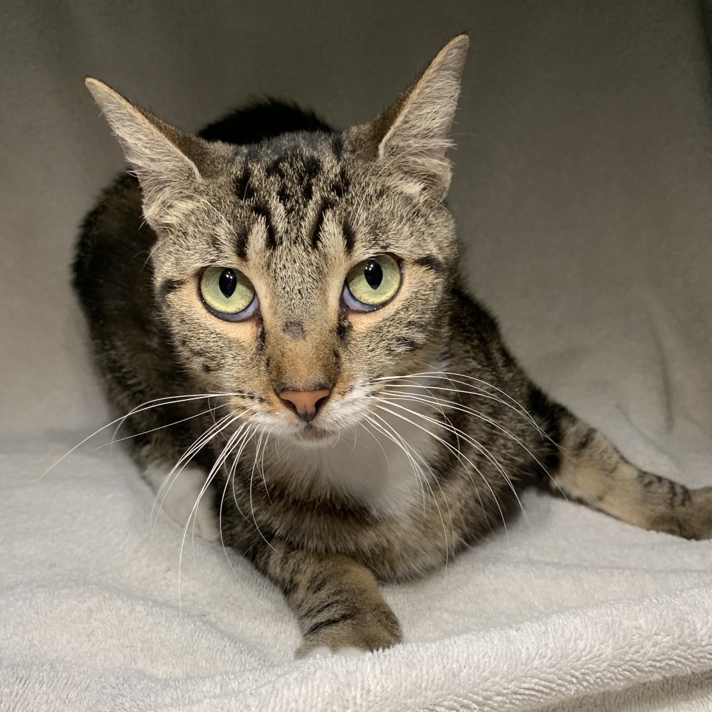 Shelter Stray Female Cat last seen , 361 S Raymond Ave, Pasadena, CA 91105, USA