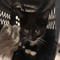 Shelter Stray Male Cat last seen , 54687 Co Rd 19, Bristol, IN 46507, USA