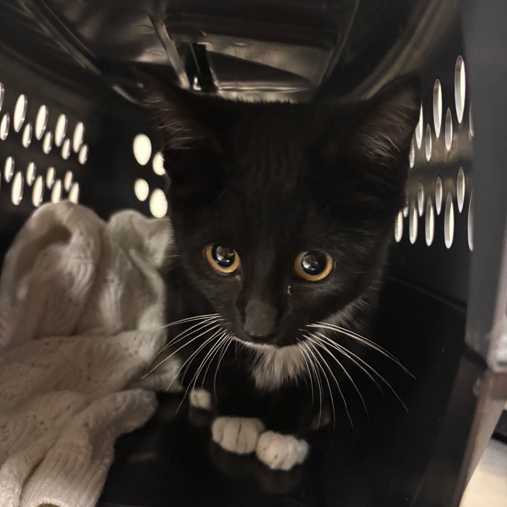 Shelter Stray Male Cat last seen , 54687 Co Rd 19, Bristol, IN 46507, USA