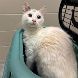 Shelter Stray Female Cat last seen , 54687 Co Rd 19, Bristol, IN 46507, USA