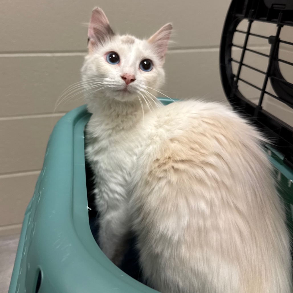 Shelter Stray Female Cat last seen , 54687 Co Rd 19, Bristol, IN 46507, USA