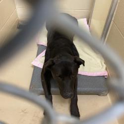 Shelter Stray Male Dog last seen , 5570 Sturmer Park Cir, Winston-Salem, NC 27105, USA