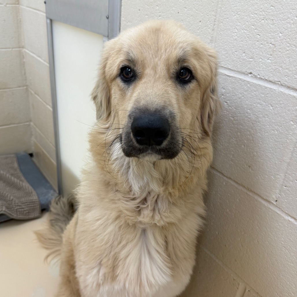 Shelter Stray Male Dog last seen , 5570 Sturmer Park Cir, Winston-Salem, NC 27105, USA