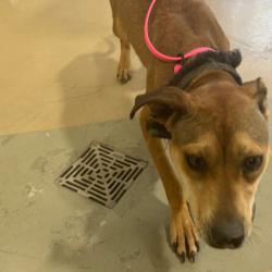 Shelter Stray Female Dog last seen , 5570 Sturmer Park Cir, Winston-Salem, NC 27105, USA