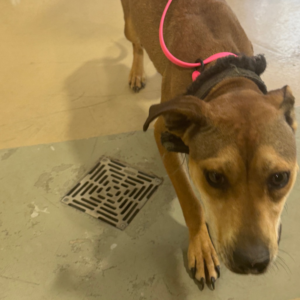 Shelter Stray Female Dog last seen , 5570 Sturmer Park Cir, Winston-Salem, NC 27105, USA