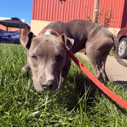 Shelter Stray Male Dog last seen , Animal Care & Control Team of Philly, 111 W Hunting Park Ave, Philadelphia, PA 19140, USA