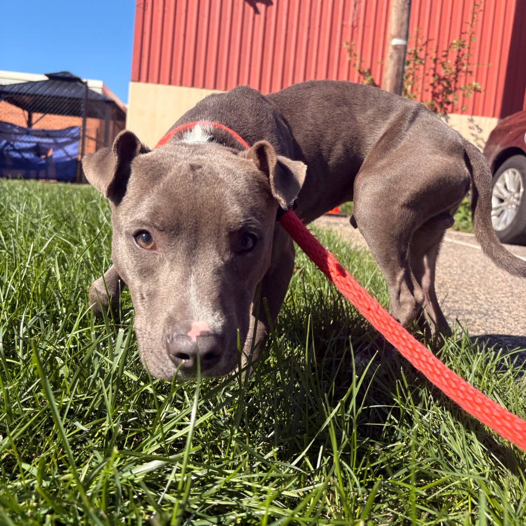 Shelter Stray Male Dog last seen , Animal Care & Control Team of Philly, 111 W Hunting Park Ave, Philadelphia, PA 19140, USA