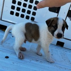 Shelter Stray Male Dog last seen , 901 N Haverty St, Pine Bluff, AR 71601, USA