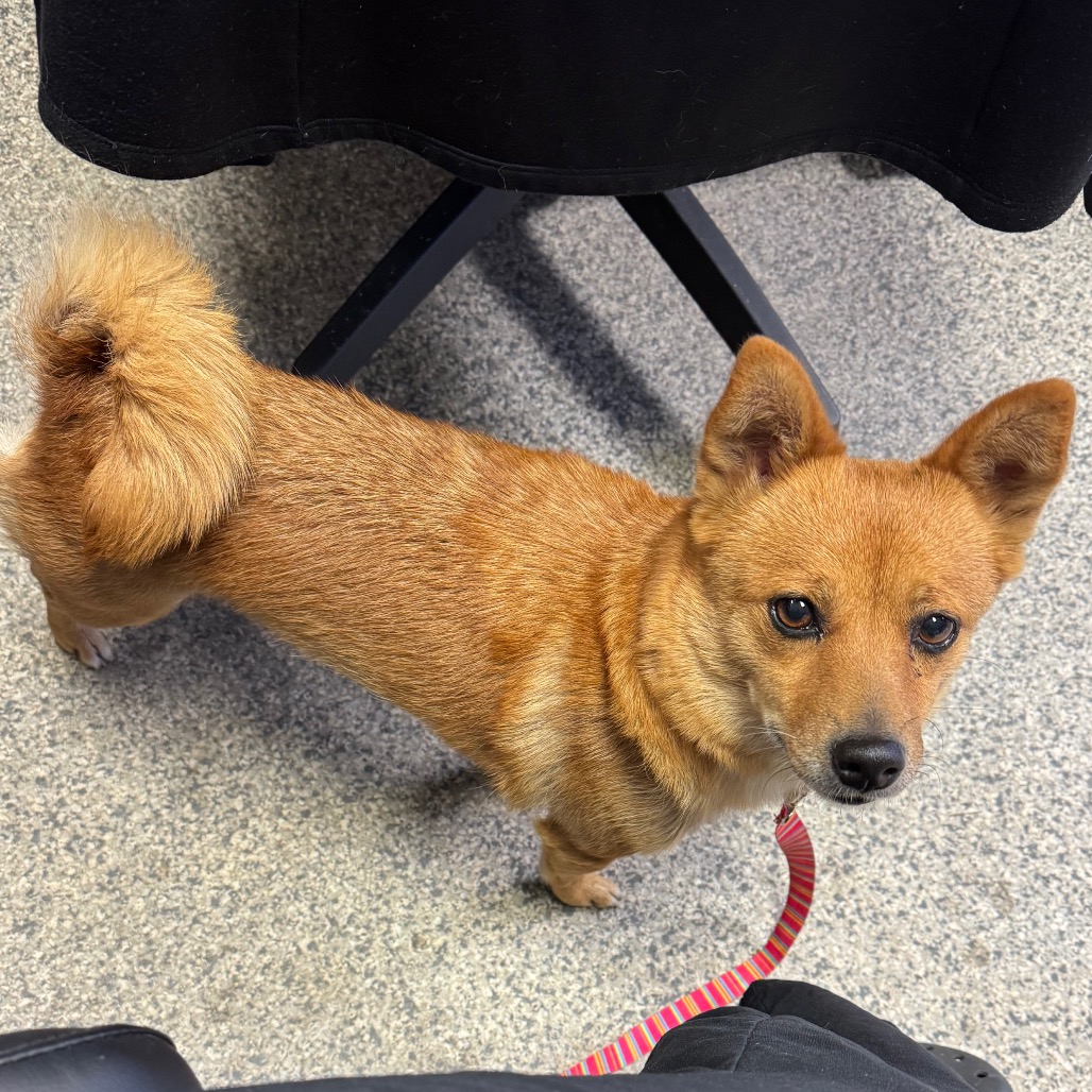 Shelter Stray Female Dog last seen , 244 Georgetown Rd, Jacksonville, NC 28540, USA