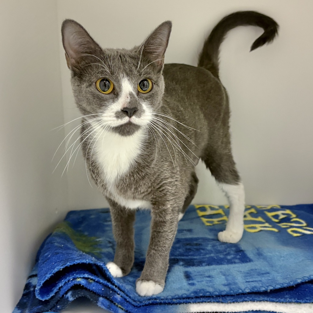 Shelter Stray Female Cat last seen , 244 Georgetown Rd, Jacksonville, NC 28540, USA