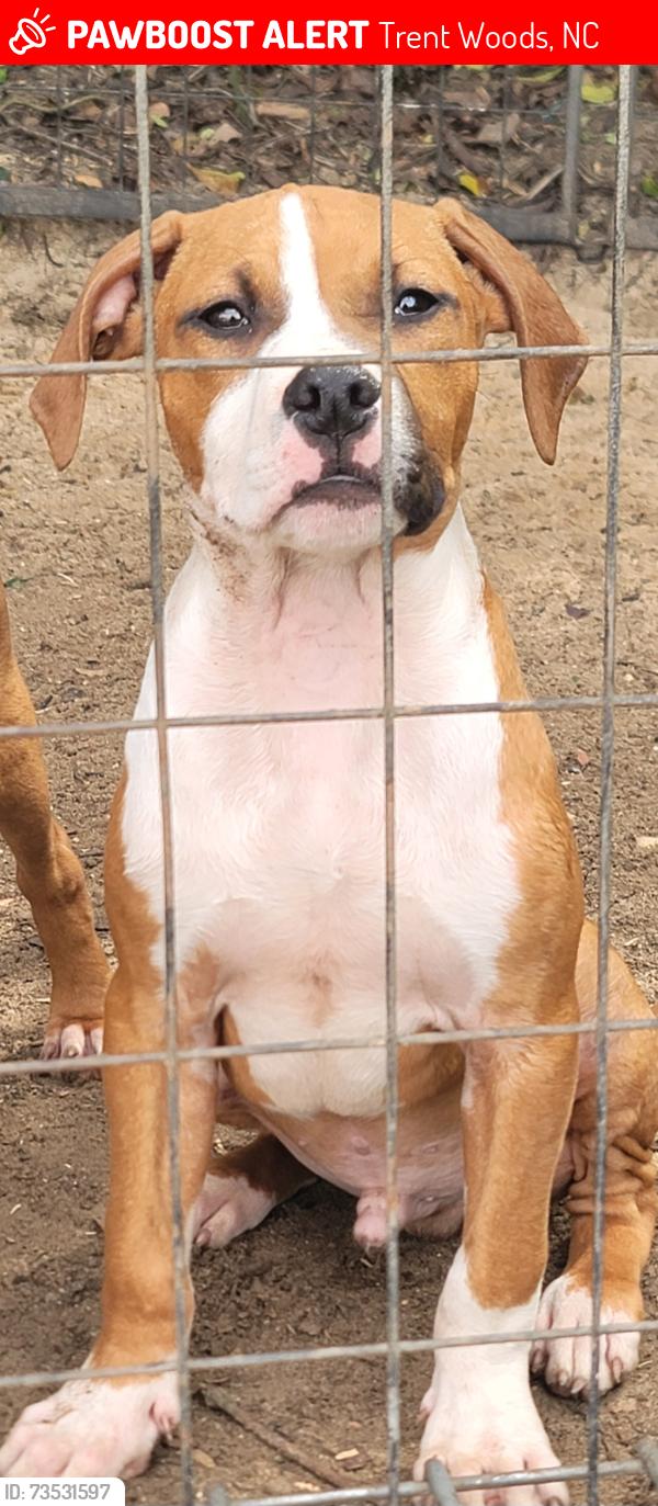 Lost Male Dog last seen Chestnut Ave, Trent Woods, NC 28562