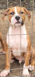 Lost Male Dog last seen Chestnut Ave, Trent Woods, NC 28562