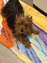 Found/Stray Female Dog last seen Lavaridge at Dewford Falls, Fort Bend County, TX 77469