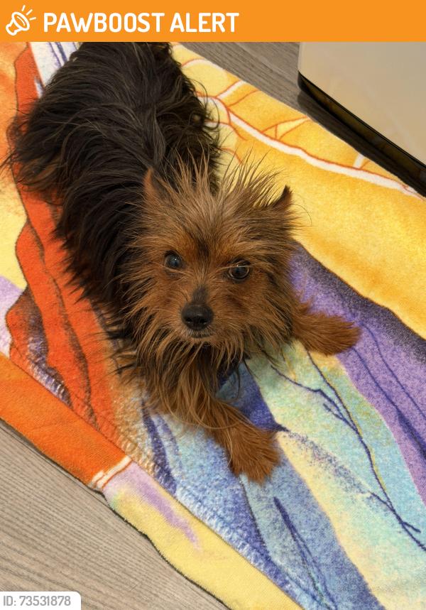 Found/Stray Female Dog last seen Lavaridge at Dewford Falls, Fort Bend County, TX 77469