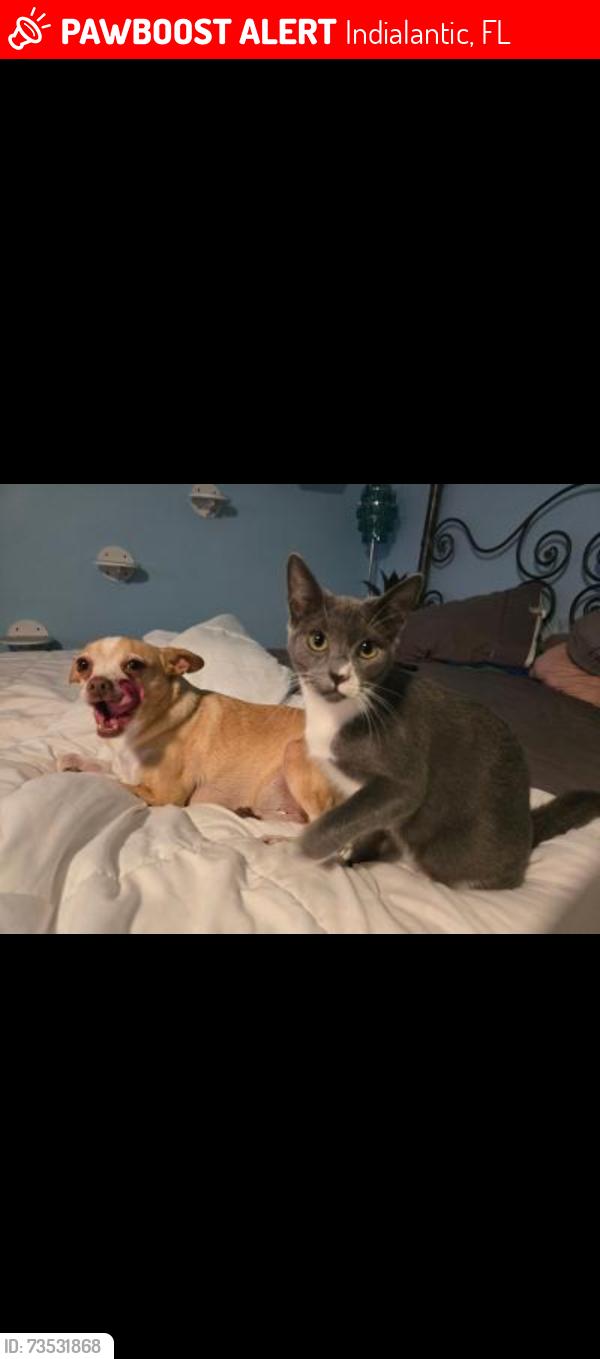 Lost Female Cat last seen Paradise Blvd and A1A, Indialantic, FL 32903