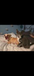 Lost Female Cat last seen Paradise Blvd and A1A, Indialantic, FL 32903