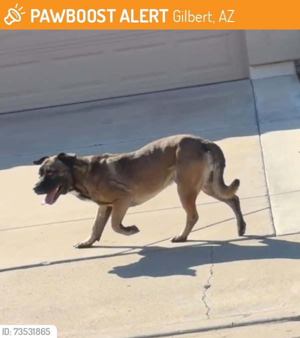 Found/Stray Male Dog last seen Guadalupe and Cooper, Gilbert, AZ 85233
